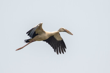 Image of Asian openbill stork(Anastomus oscitans) flying in the sky. Bird, Wild Animals.