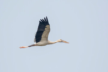 Image of Asian openbill stork(Anastomus oscitans) flying in the sky. Bird, Wild Animals.