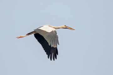 Fototapeta na wymiar Image of Asian openbill stork(Anastomus oscitans) flying in the sky. Bird, Wild Animals.