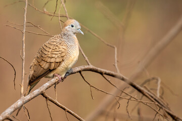 Image of zebra dove on a branch on nature background. Animal. Birds.