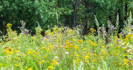 Colorful wildflowers, illuminated by the sun, in the summer on the background of the forest