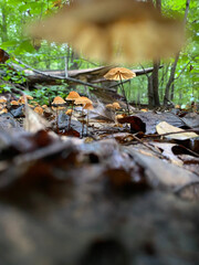 autumn in the forest
