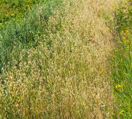 A strip of half-ripe oats in summer on a background of greenery