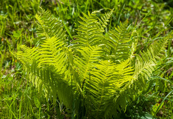 Fern leaves in the forest, illuminated by the summer sun on a green background