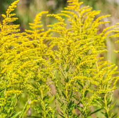 Obraz premium Yellow plant closeup on the field in summer