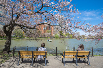 The peoples are resting on a bench near the lake of Ueno Park, Japan on holiday. Among the cherry blossoms that are blooming beautifully.
