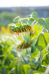 Sunflower on natural background. Sunflower blooming in garden