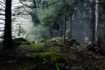 Dark dense mystical fir forest in the fog. A path among roots and stones in a dense spruce forest....