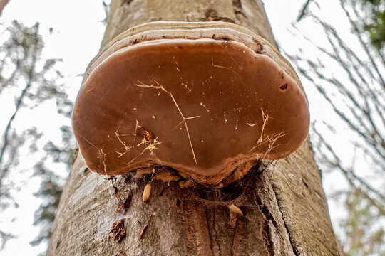 Echter Zunderschwamm . Fomes fomentarius . Hoof fungus 