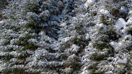 Snow hanging on a branch, Winter landsacape on the forest