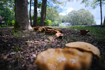 mushroom in the forest