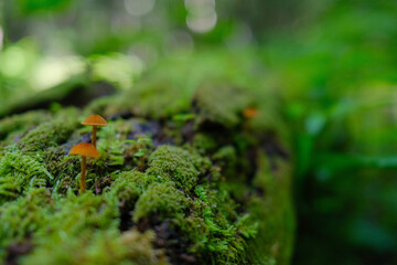 green moss on the rock
