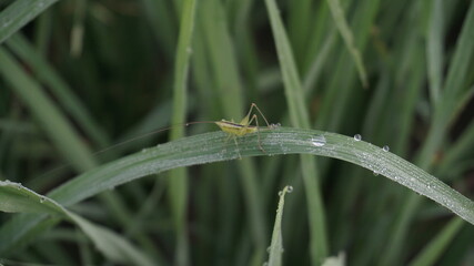 A grasshopper perches on a leaf of a paddy plant