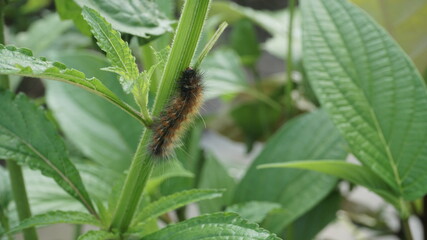 A caterpillar is clinging to the grass and eating leaves