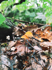 autumn in the forest