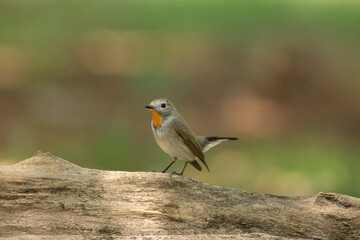 Red throated Flycatcher