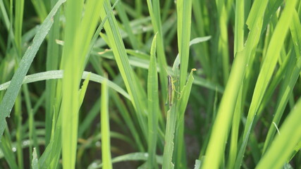 A grasshopper perches on a leaf of a paddy plant
