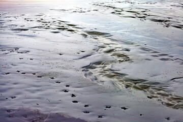 Seagull tracks on the wet gray sand of the shore of the shallow lake. Background
