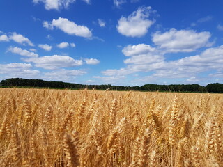 Weizen kurz vor der Ernte