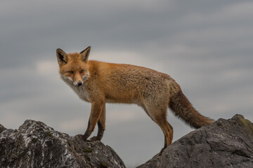 A red fox climbing over the rocks, photographed in the Netherlands.