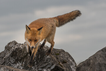 A red fox climbing over the rocks, photographed in the Netherlands.
