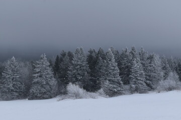 Frosted spruce trees on a gray morning, Sainte-Apolline, Québec