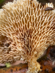 Naklejka na ściany i meble mushroom in the forest