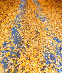 Yellow birch leaves on the road in autumn