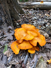 mushrooms on a tree