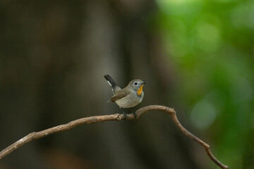 Red throated Flycatcher