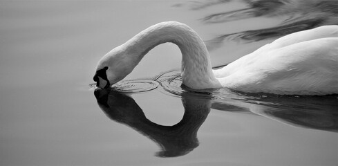 A black and white photography of a white swan on a pond in water gracefully lowered its head into the water