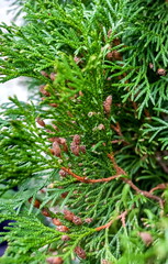 Green branches of thuja shrub in the garden in autumn close-up. Background