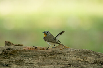 Red throated Flycatcher