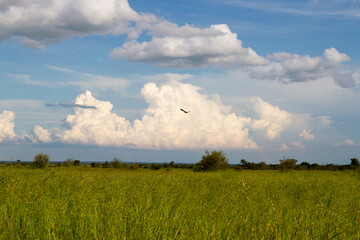 Fototapeta na wymiar Kruger National Park: landscape showing lush summer vegetation growth