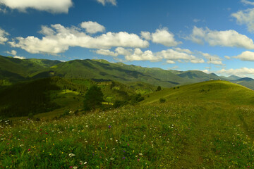 Blooming meadow and green mountain peaks in the background. Mountain green  landscape.

