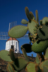 CANARY ISLANDS LANZAROTE CACTUS