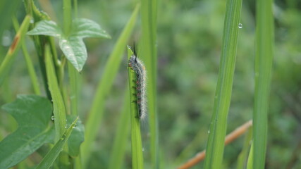 Lymantriidae caterpillars that eat leaves on paddy plants