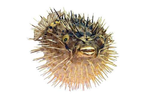 A Stuffed Sea Urchin Fish, Diodon (Latin Name). Isolated On White Background