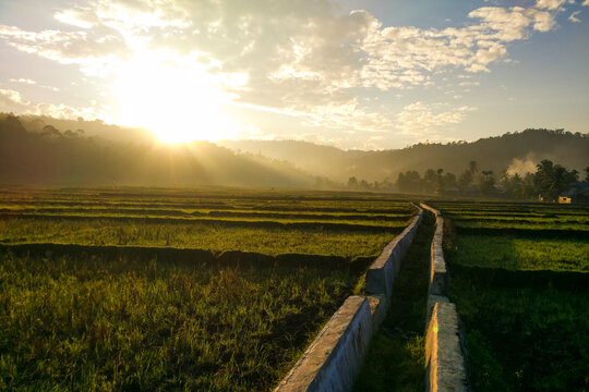 sunrise in the village. green rice fields. blue sky and white clouds. © Ewa