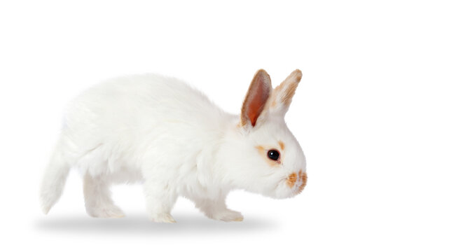 beautiful white rabbit isolated on white background