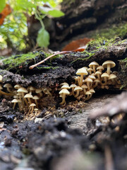 mushrooms on a tree