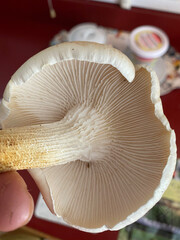 mushrooms in the forest