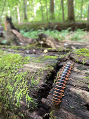 caterpillar on a leaf