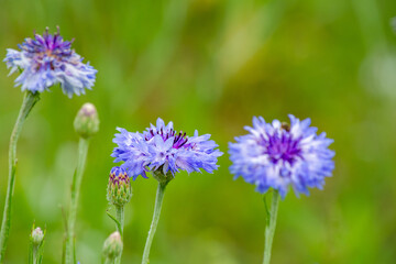 Cornflowers in an Ohio Meadow