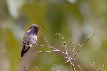 Volcano Hummingbird, Selasphorus flammula, on perch