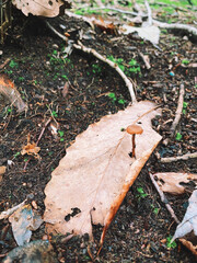 autumn leaves in the ground