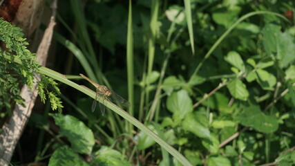 Orange dragonfly perched on long green grass leaves