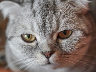 Scottish fold closeup