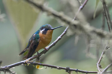 Female White-throated Mountaingem, Lampornis castaneoventris, perching