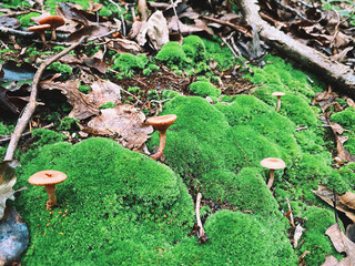 mushrooms in the forest